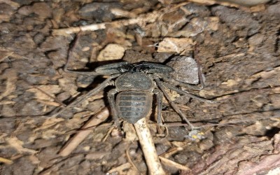 whip spider / tailless whip scorpions